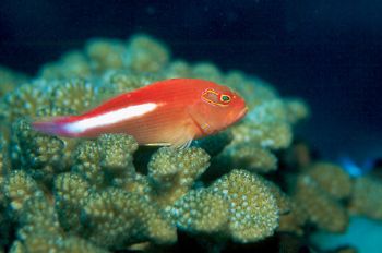Arceye Hawkfish taken in Palau w/Nikon 90s w/105mm lens, ... by Beverly J. Speed 